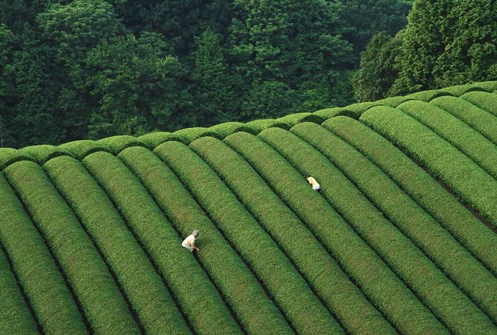 How to Choose High-Quality Matcha Based on Your Needs and Preferences